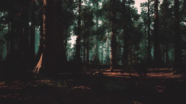 twilight pine forest bathed in golden light, mist drifting between towering trunks ranger on patrol, hiker pausing for meditation, wildlife photographer
