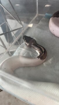 Close up video of a brown and white ball python snake. Exotic reptile with beautiful pattern, calm movement, and detailed texture. Popular pet snake species, wildlife and exotic animal concept suitabl