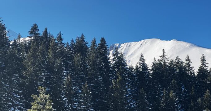 Vihren peak at Piring mountain range visible in the background with a few trees in the foreground. The sky is clear and blue, and the trees are covered in snow. The scene is peaceful and serene