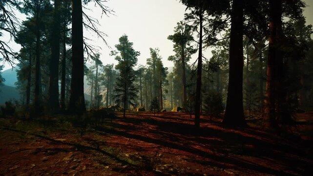 Golden sunlight filters through pine forest floor, long warm shadows, soft morning mist, photographer scouting lowangle, ranger on path, hiker pausing