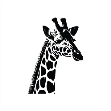 giraffe isolated on white, giraffe head isolated, giraffe isolated on white background.