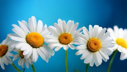 Naklejka premium Chamomile And Blue Background