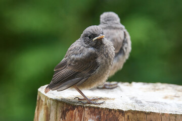 Junge Hausrotschw&auml;nze erkunden ihre Umgebung	