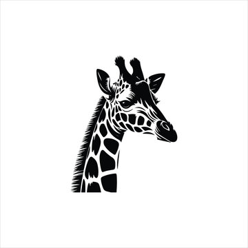 giraffe isolated on white, giraffe head isolated, giraffe isolated on white background.