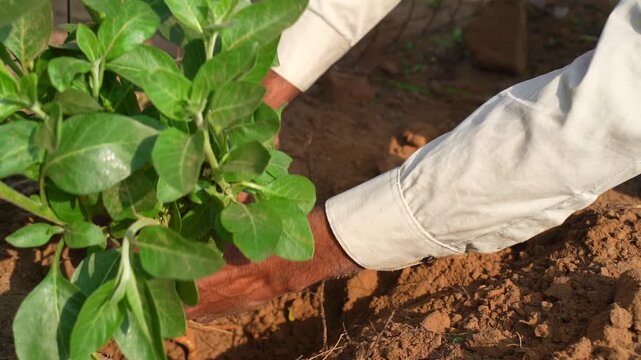 A farmer uprooting the ashwagandha roots to the ground. Organic withania somnifera, Indian ginseng, poison gooseberry, or winter cherry plant. Ayurvedic herb harvesting at garden, field