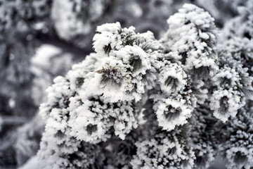 Ice crystals and snow on the coniferous branches of a dwarf pine in the Karkonosze Mountains in winter