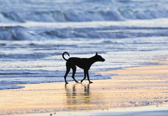 Fototapeta premium Dog At Beach
