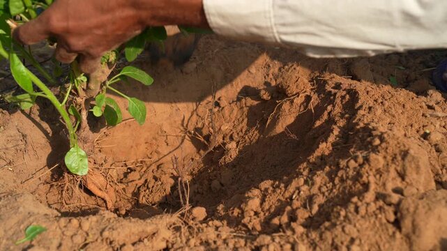 A farmer uprooting the ashwagandha roots to the ground. Organic withania somnifera, Indian ginseng, poison gooseberry, or winter cherry plant. Ayurvedic herb harvesting at garden, field