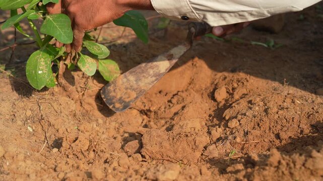 A farmer uprooting the ashwagandha roots to the ground. Organic withania somnifera, Indian ginseng, poison gooseberry, or winter cherry plant. Ayurvedic herb harvesting at garden, field