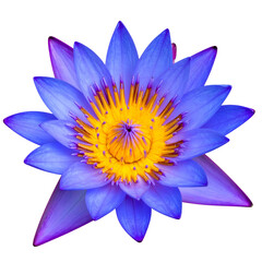 Fototapeta premium Close-up of a vibrant blue and yellow water lily against a black background