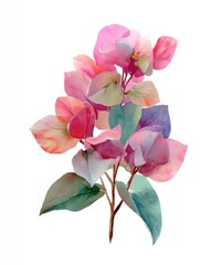 Watercolor depiction of bougainvillea blooms with various pink, purple, and green hues