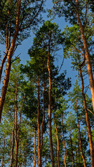 Obraz premium Sunlit pine tree trunks against a blue sky.