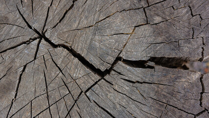 The surface of an old gray stump is covered with large cracks.