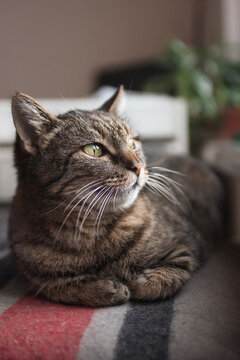 ordinary domestic cat is comfortably ensconced and looking out the window