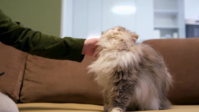 Adorable long-haired persian cat with a grumpy face turning towards its owner's hand for affection, enjoying being petted and scratching on its chin while sitting on a cozy brown sofa