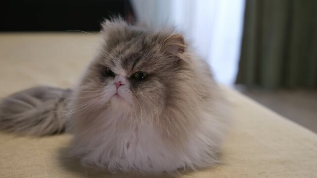 Adorable fluffy persian cat with a grumpy face lying on a bed and looking around, eventually staring directly at the camera with an annoyed expression in a cozy home interior setting