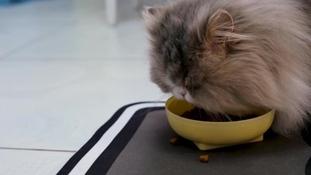 Adorable gray long-haired persian cat eating dry kibble from a yellow bowl on a placemat. Cute domestic pet enjoying a healthy meal and proper nutrition for feline wellness and vitality