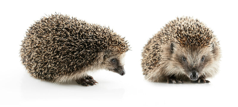 Junger Igel freigestellt auf weissem Hintergrund