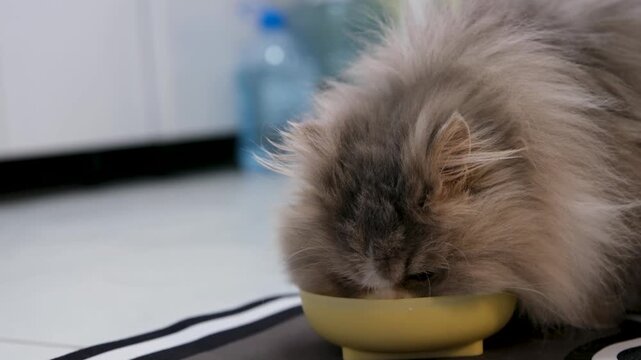 Adorable long-haired domestic persian cat eating dry kibble from a yellow bowl. A hungry grey and white purebred kitty enjoying a meal on the floor with a shallow depth of field