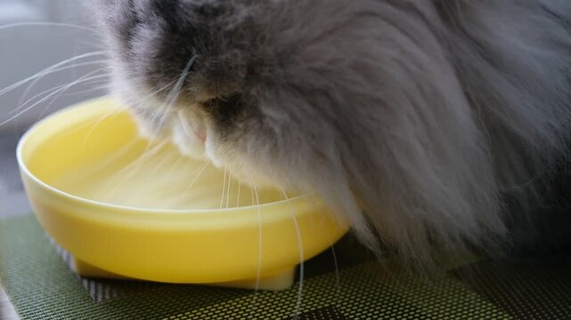 Close-up view of a thirsty gray persian cat with long fur lapping water from a yellow plastic bowl, showing its pink tongue while quenching its thirst and staying hydrated at home