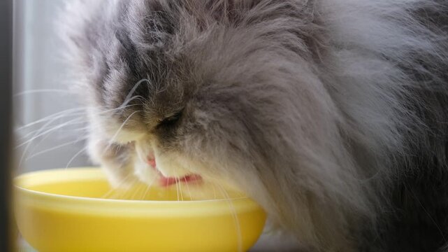 Adorable grey and white long-haired persian cat with green eyes lapping up water from a vibrant yellow bowl, quenching its thirst with its cute pink tongue visible in a close-up shot