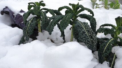 Cavolo nero sotto la neve, caulus acephala 
