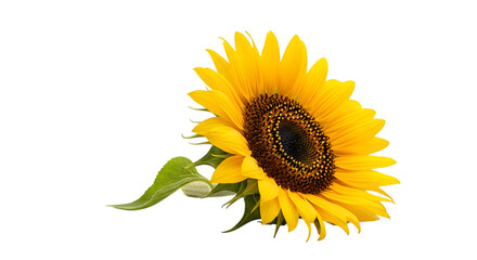 Obraz premium Vibrant sunflower with bright yellow petals and dark center
