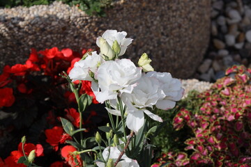 Fototapeta premium bouquet of bright white blossoms, purple mauve edges with light green buds in summer sunshine (macro, close-up)