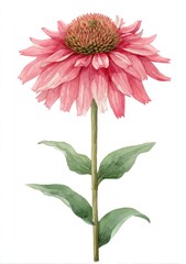 Watercolor depiction of a vibrant coneflower with pink petals and a green stem and leaves