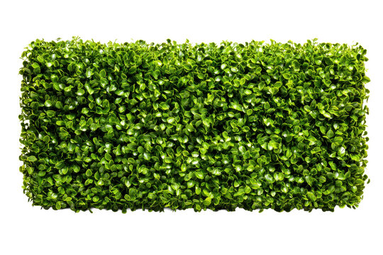 Rectangular green hedge panel topiary wall segment with dense small leaves, neatly trimmed straight edges and realistic foliage depth with soft shadowing, isolated on transparent background.