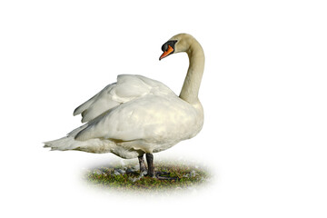 Fototapeta premium white swan isolated on white background. This has clipping path.