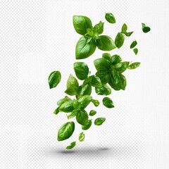 Floating, vibrant green basil leaves against a transparent background, seemingly mid-air