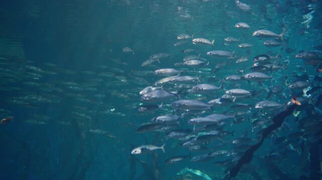 Video starts wide, then zooms into a massive, shimmering school of silver fish. Hundreds of fish swim together in deep blue water, creating a mesmerizing, dynamic pattern of life and motion.