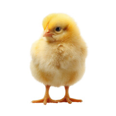 Obraz premium Cute yellow chick standing upright with fluffy down texture, tiny beak and feet, gentle studio shadow and soft natural detailing, isolated on transparent background.