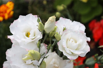 white, pink, mauve blossoms with light green (lime-green) buds (macro, close-up) © Don Hoskins