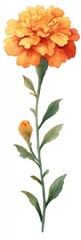 Watercolor illustration of a tall orange flower with a bud, green stem, and leaves