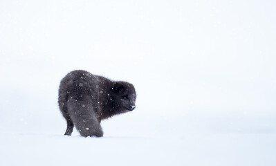 Fototapeta premium Blue morph Arctic fox walking in a snowy white winter landscape