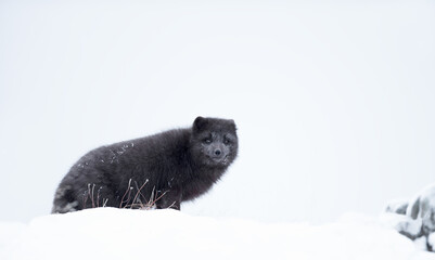 Fototapeta premium Blue morph Arctic fox walking in snowy white winter landscape