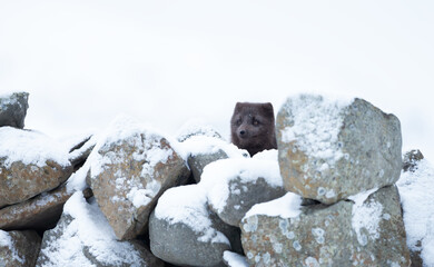 Fototapeta premium Blue morph Arctic fox peeking behind rocks in snowy white winter landscape