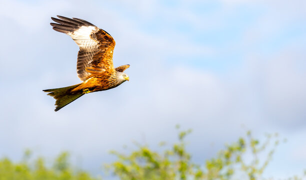 Red kite soaring in flight against blue sky