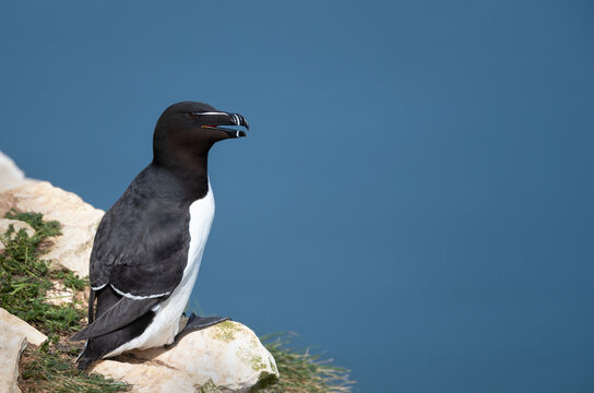 Razorbill seabird perched on cliff edge by ocean