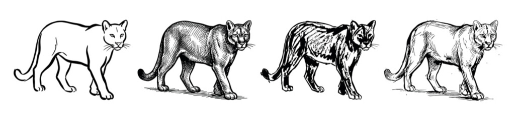 Obraz premium Four black and white hand-drawn illustrations of a walking cougar, showcasing a progression of artistic styles from simple line art to detailed cross-hatching and engraving