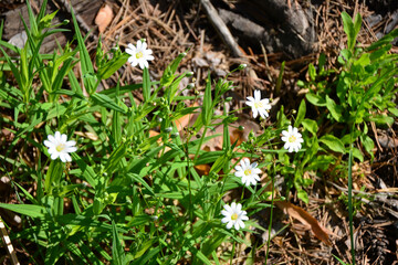Small White stellaria Wildflowers Blooming in Green Foliage on a Sunny Day