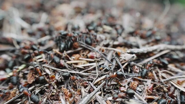 Close-up of red ants nest in spring forest