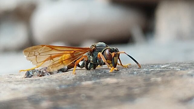 Potter wasp building a mud nest, a solitary hymenoptera shaping ecosystems at a micro scale