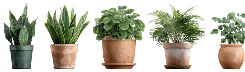 Obraz premium Five potted plants, varied in shape and foliage, on a clean background
