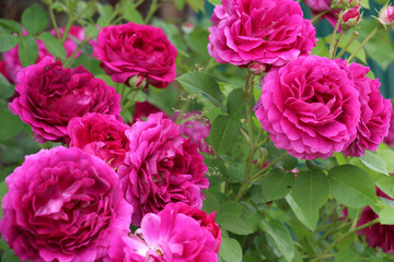 A tea rose (Rosa odorata) bush blooms in nature