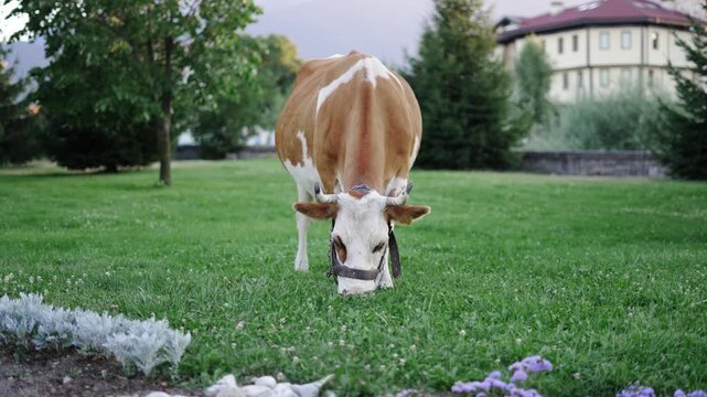 One caw grazing in the field of green grass, slow motion
