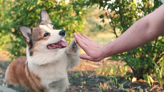 Happy corgi dog giving high five to owner outdoors in green park on sunny day. Trained pet interaction shows trust and friendship positive emotion, natural light shallow depth of field lifestyle video