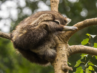 Obraz premium Paresseux